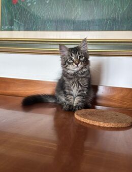 Sibirische Kitten - Bad Hersfeld