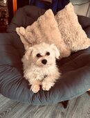 Maltesa Hündin sucht ein Zuhause in 23795