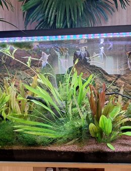 Komplettbepflanzung meines 360L Aquariums XL / Spottpreis - Harsum