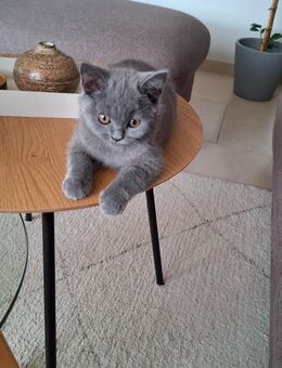 Bkh Kitten (Britisch kurzhaar) - Inden