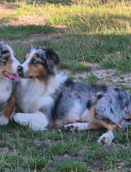 Australian shepherd Welpen zu verkaufen - Dannenberg (Elbe)