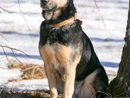 Lisa❤️sucht ein warmes Körbchen - Rott (Inn)