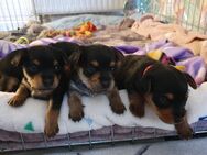 Mini Jorkshire terrier& russkiy toy Terrier Mischling welpen - Duisburg