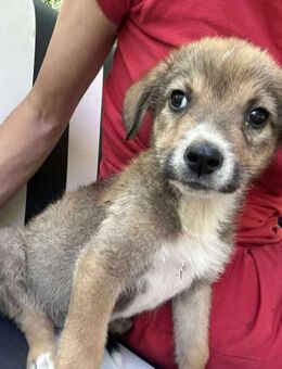 🐾❤️ JULIA PASARICA, kleines Hundefräule - Eichendorf