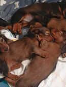 Zwerglanghaardackel Welpen in 56642