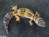 Leopardgecko Weibchen und Männchen 2024 - Berlin