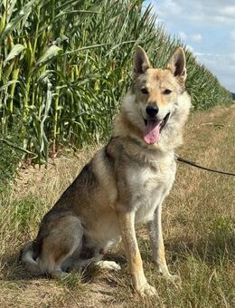 Cody ein faszinierender Tschechoslowak - Burg Reesen