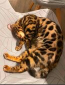 Wunderschöne Bengel Katze in 25917