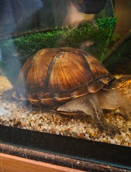 WasserSchildkröten - Dorfen