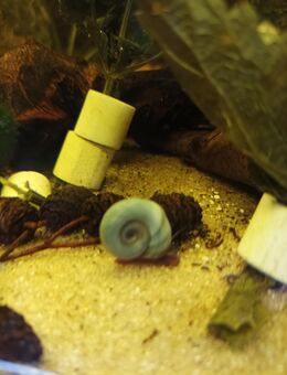 Sehr schöne blaue Avatar Posthornschnecken - Marsberg Zentrum