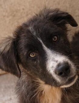 Apollo, geb. ca. 11/2023, Griechenland - Euskirchen