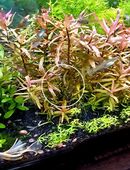 Kleine Cognacpflanze, Aquariumpflanze, Versand/ Abholung in 53894