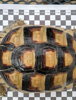 Breitrandschildkröte (Testudo Marginata) abzugeben - Ebsdorfergrund