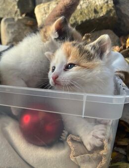 Katzenbabys - Seegebiet Mansfelder Land