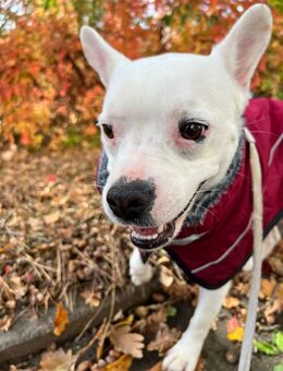 Liebevolle Hündin, 2,5 Jahre, kastiriert und gechipt, sucht neues Zuhause - Hannover Linden-Limmer