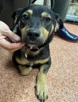 Shane, der Charmeur sucht seine Menschen - Beltheim