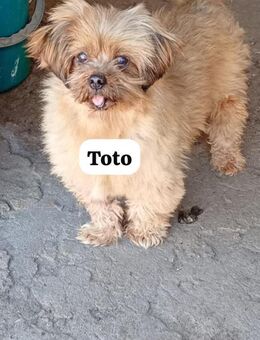 Toto bewahrte sein freundliches Wesen - Berlin