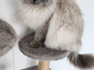 Britisch Lang Haar Katze 5 Jahre - Enger (Widukindstadt)