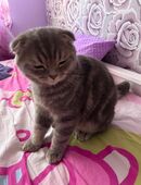 Ungewöhnlicher mix Kater abzugeben! in 04103