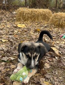 ASHER - Kleiner Herzensbrecher - Schlitz