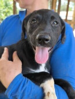 RUNJA ~ schwarz mit weißen Pfötchen - Duisburg