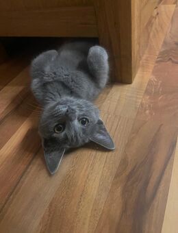 Kleiner Kartäuser Mainecoon Mix Kater sucht noch zu Hause - Norken