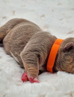 Old english bulldog, Welpen - Kassel