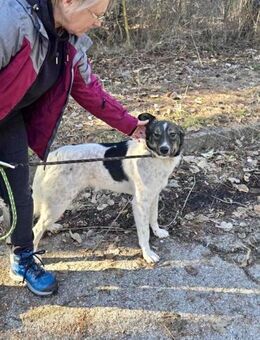 Ruhiger freundlicher CHAP sucht ♥️ - München