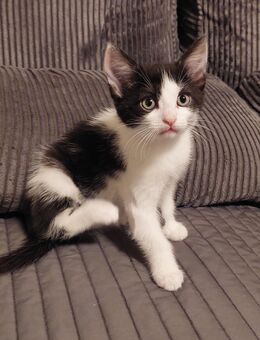 🐾 Süße Kätze suchen ein liebevolles Zuhause 🏡 - Krefeld