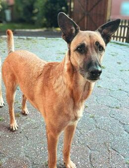 Skyler - sportliche Traumhündin - Löwenberger Land