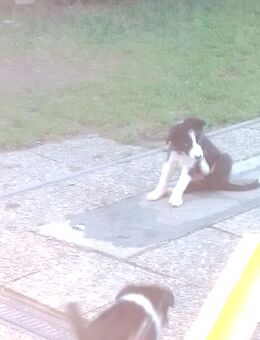 Tolle Border-collie Welpen - Rinchnach