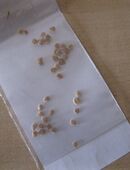 Tomatensamen San Marzano in 74653