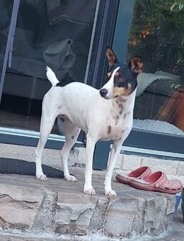 PENNY- SENSIBLES HUNDEMÄDCHEN - Algermissen