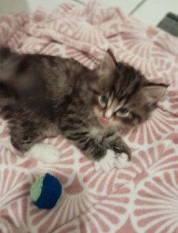 Baby Katze zu verkaufen - Herford (Hansestadt)