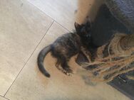 Hauskatzen abzugeben - Markt Indersdorf