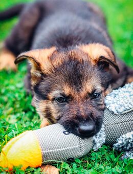 Deutsche Schäferhunde mit roten SV-Papieren - Amt Wachsenburg