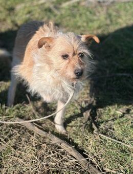 Louanna braucht eine Chance 🙏❤️ - Mylau