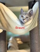 Nur noch 2 Wunderschönen Britisch Kurzhaar Kitten abzugeben in 38539