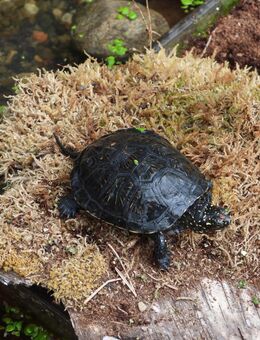 Europäische Sumpfschildkröte Emys obicularis von 2024 und 2023 - Königslutter (Elm) Zentrum