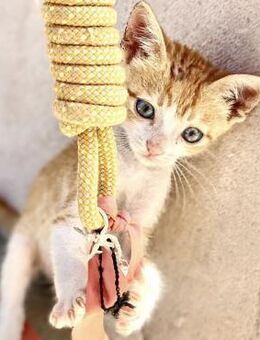 Kletterkatze Maverick sucht Zuhause! - Bergkirchen