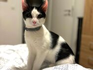 Katze, 14 Monate kastriert - Güstrow