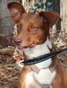 TOFFEE sucht seine Herzensmenschen - Sulzfeld (Baden-Württemberg)