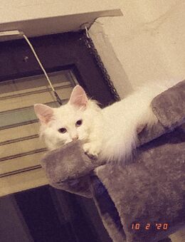 3 Katzen in Liebe fülle Hände abzugeben - Beckingen