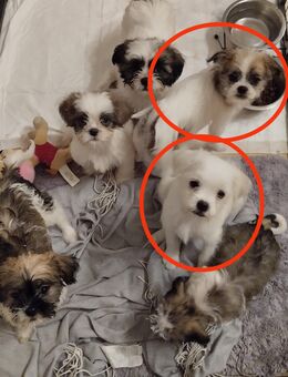 Mischlingswelpen klein bleibend - Velbert