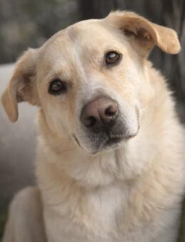 Wachsamer Bär sucht ländliches Zuhause - Nörvenich
