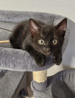 British Kurzhaar-Mix Kätzchen sucht ein Zuhause - Meppen