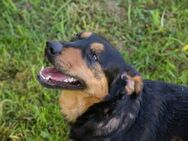 Grinsebacke BRAVEHEART sucht Zuhause - Duisburg