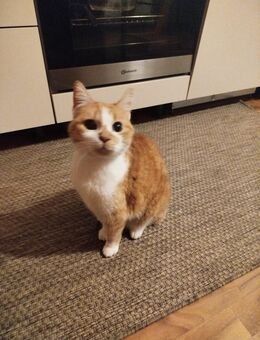 Balu sucht ein neues Zuhause - Bochum Werne