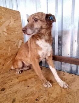 Lola, unsicher und ängstlich - Bonndorf (Schwarzwald)