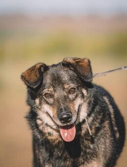 Gross, freundlich und sozial - Süderholz